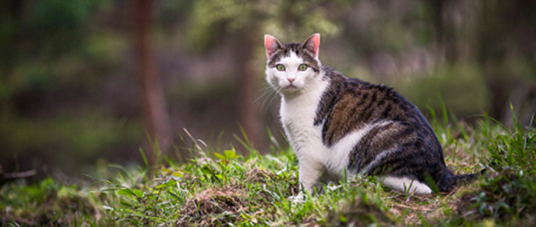 chat nature